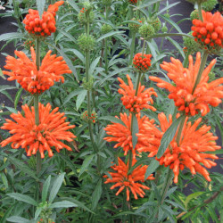Leonotis leonurus