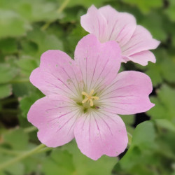Geranium 'Dreamland' ®