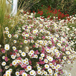 Erigeron karvinskianus 'Profusion'