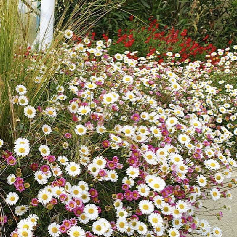 Erigeron karvinskianus 'Profusion'