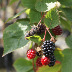Rubus fruticosus ‘Triple Crown’