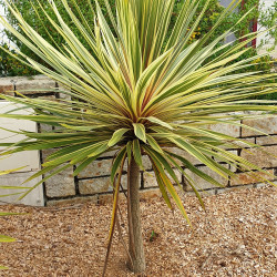 Cordyline australis Torbay Dazzler