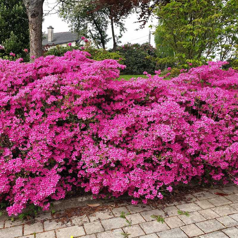 Azalea japonica Amoena