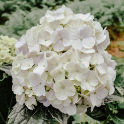 Hydrangea macrophylla Mme Emilie Mouillère
