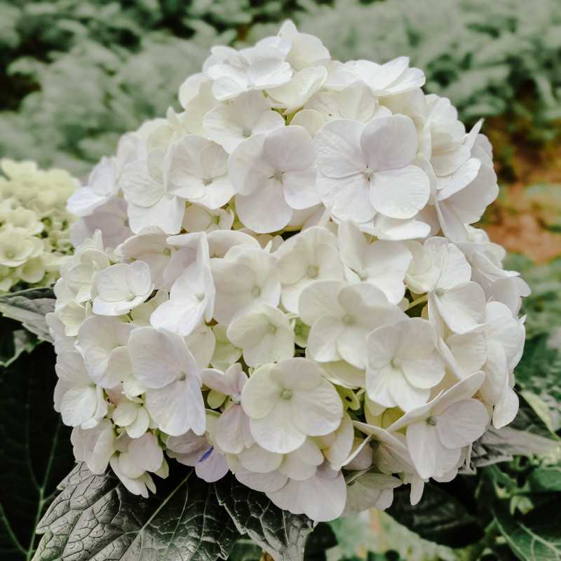 Hydrangea macrophylla Mme Emilie Mouillère