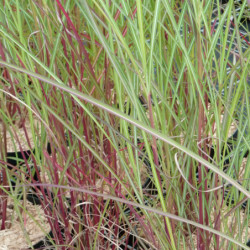 Miscanthus sinensis ‘Purple Fall