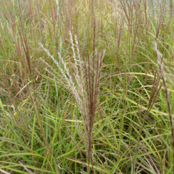 Miscanthus sinensis ‘Purple Fall