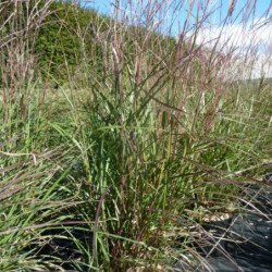 Miscanthus sinensis ‘Purple Fall