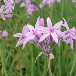Tulbaghia violacea