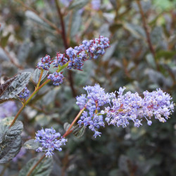 Ceanothus ‘Tuxedo’