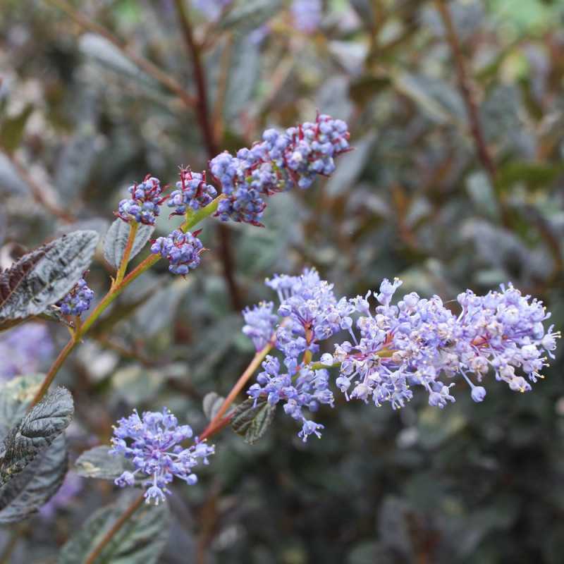 Ceanothus ‘Tuxedo’