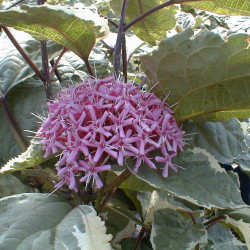 Clerodendrum bungei 'Pink Diamond' - Clérodendron