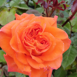 Rosa Terra Botanica