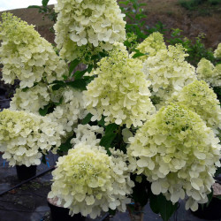 Hydrangea paniculata Mont Blanc