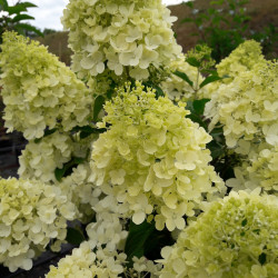 Hydrangea paniculata Mont Blanc