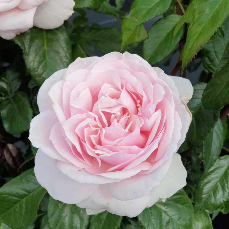 Rosa ‘Gilles de Brissac‘® 'Dorella' - Rosier