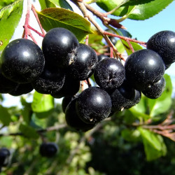 Aronia prunifolia Nero