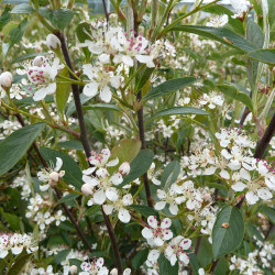 Aronia prunifolia Nero