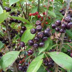 Aronia prunifolia Nero