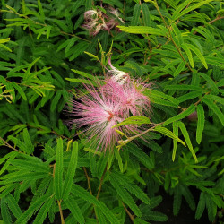 Calliandra surinamensis 'Dixie Pink'