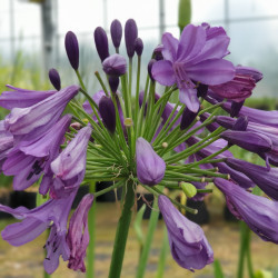 Agapanthus Poppins purple