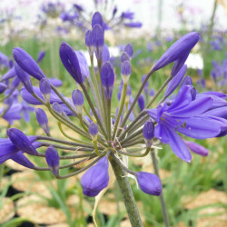 agapanthus brilliant blue en début de floraison