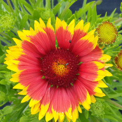 Gaillardia aristata 'Arizona Sun' - Gaillarde