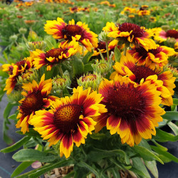 Gaillardia aristata 'Arizona Sun' - Gaillarde