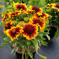 Gaillardia aristata 'Arizona Sun' - Gaillarde
