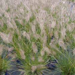 Pennisetum alopecuroides Hameln