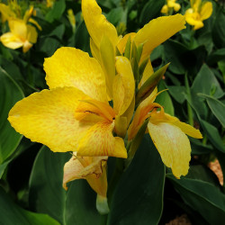 Canna cannova® 'Yellow'