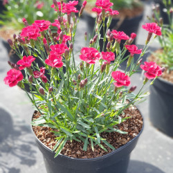Dianthus Merci fleuri