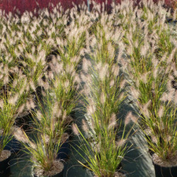 Pennisetum alopecuroides Hameln