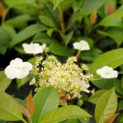 Hydrangea seemanii