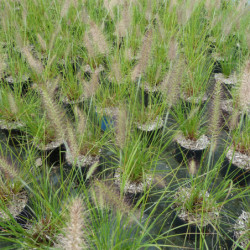 Pennisetum alopecuroides Hameln