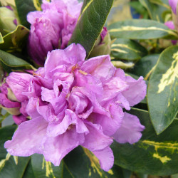 Rhododendron 'Goldflimmer'
