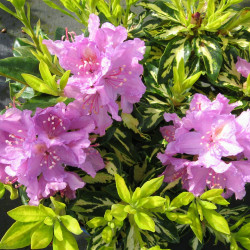 Rhododendron 'Goldflimmer'