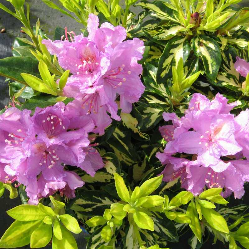 Rhododendron 'Goldflimmer'