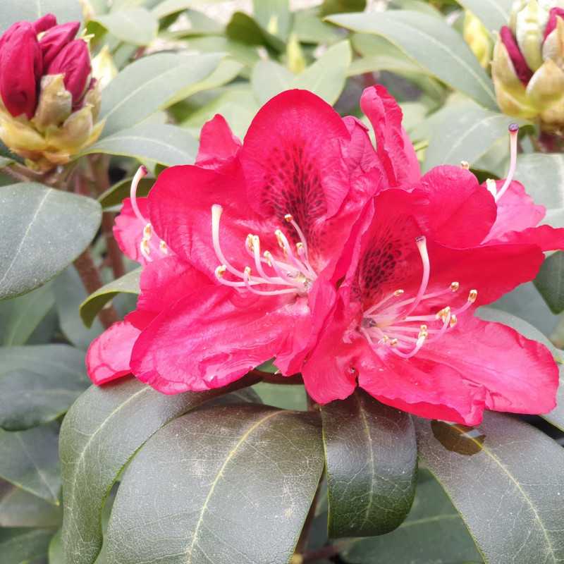 rhododendron karl naue