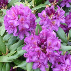 Rhododendron 'Marcel Menard'