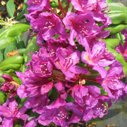 Rhododendron 'Marcel Menard'