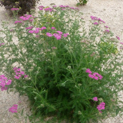 Achillea millefolium Milly Rock™ Rose planté