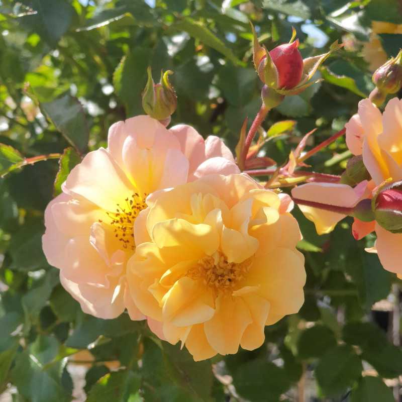 Rosier Calizia