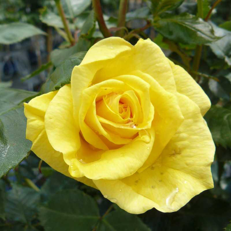 Rosa 'Friesia' (grimpant)