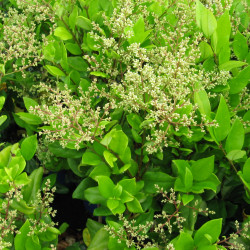 Ligustrum japonicum 'Texanum' - Troène du Texas