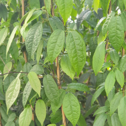 Holboellia latifolia