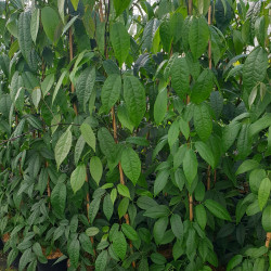 Holboellia latifolia