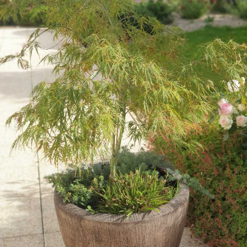 Acer palmatum Dissectum