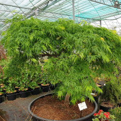 Acer palmatum Dissectum