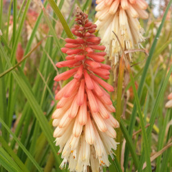Kniphofia 'Orange Vanilla Popsicle'
